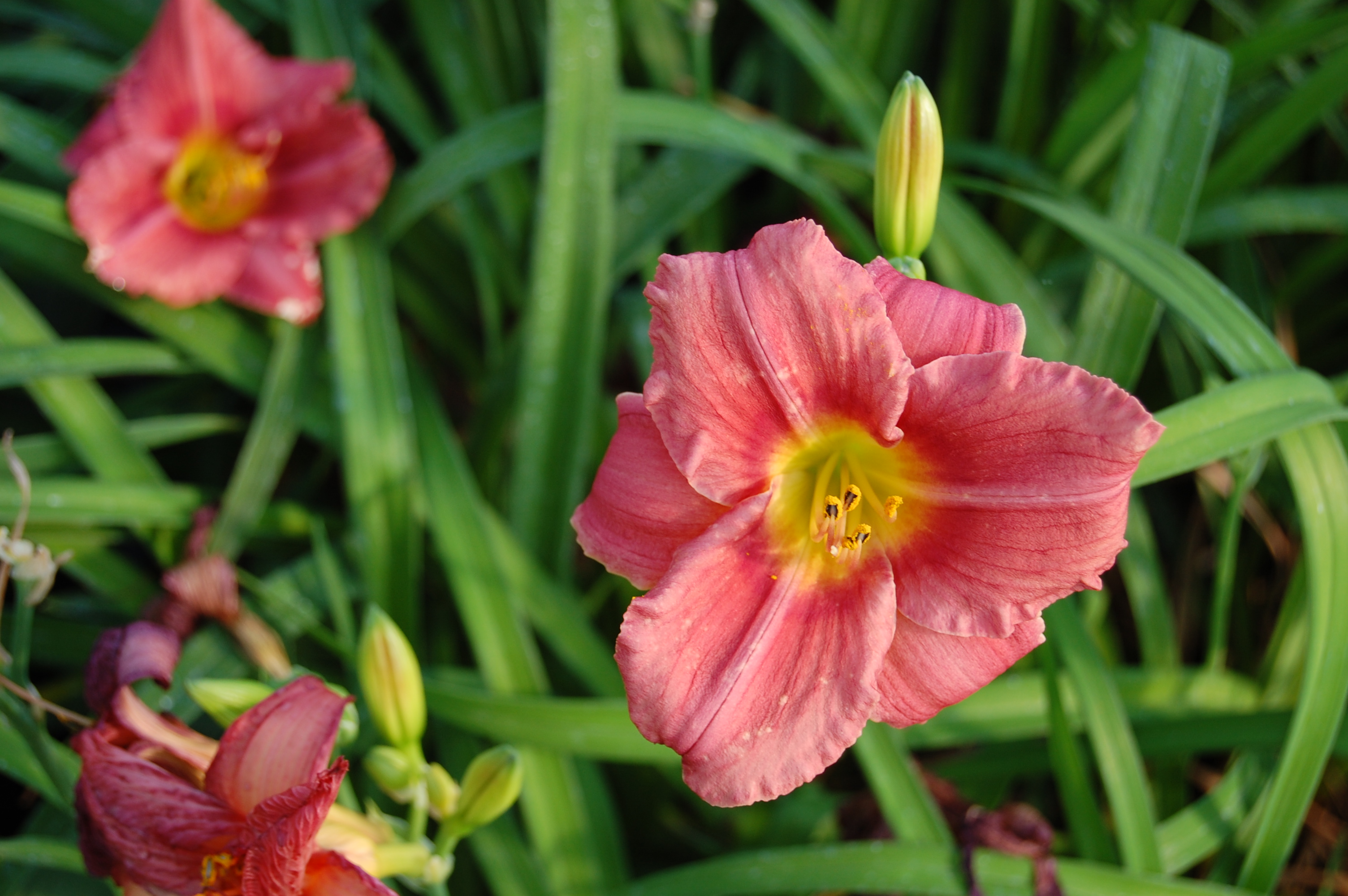 Hemerocallis 'Rosy Returns'